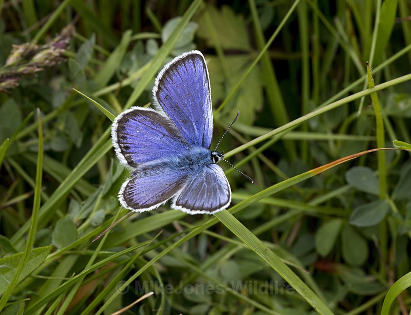 Silver studded blue butterfly - New Butterflies from Prees Heath (Silver Studded Blue )