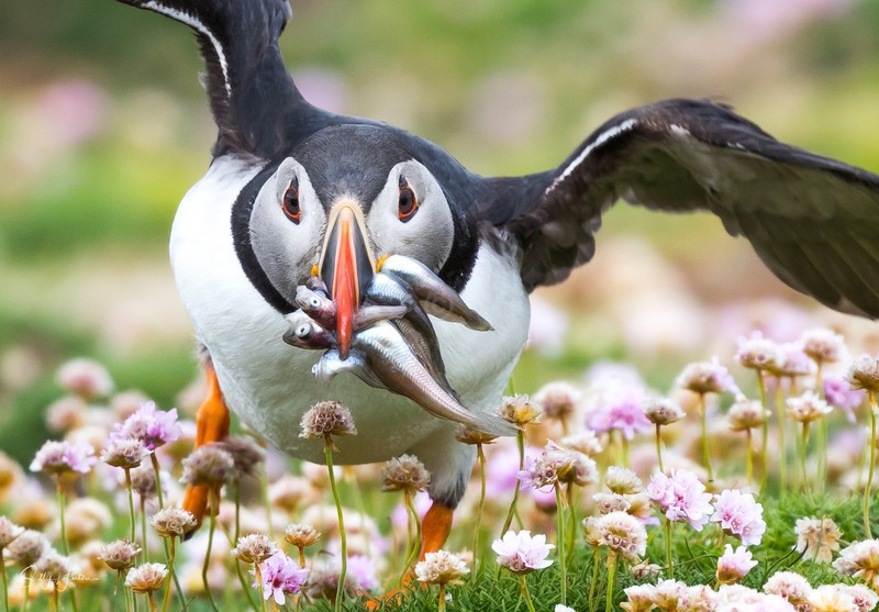 Puffen Flying 13 - Puffins