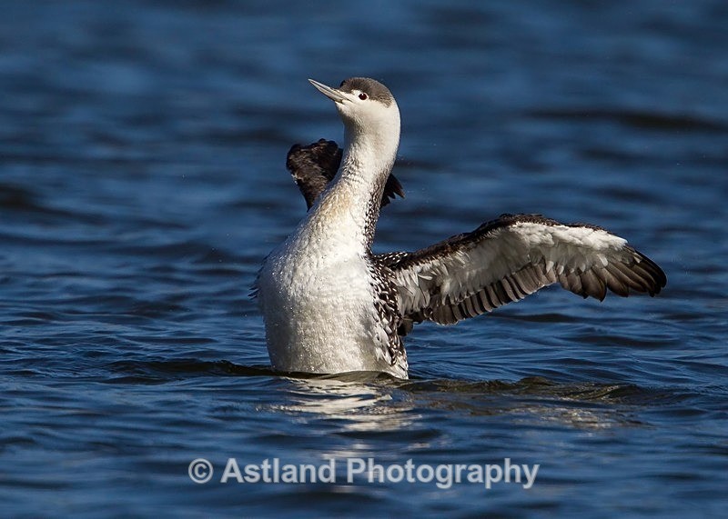 Astland Photography, Bird and Wildlife Images, Susan and Peter Wilson, U.K.