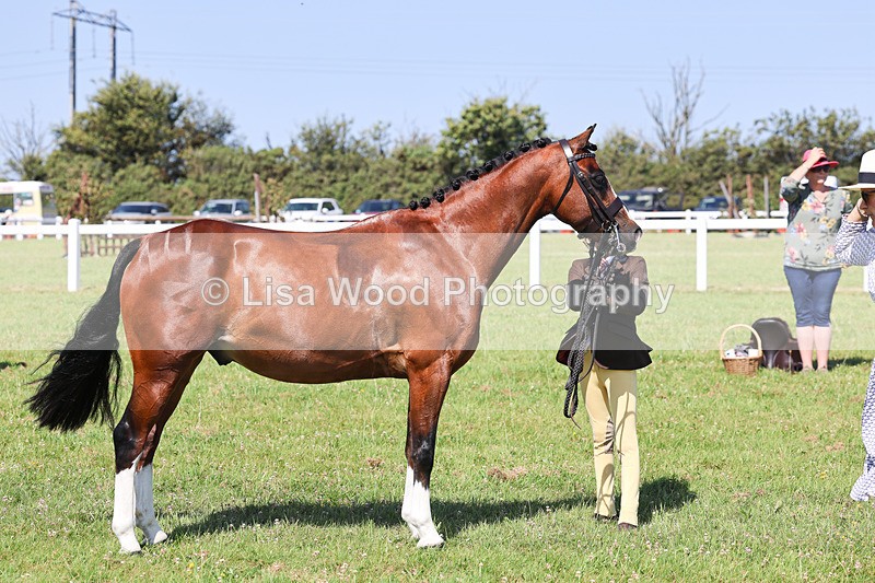 IMG_2043 - Class 34: Show Hunter Pony 153cm and under