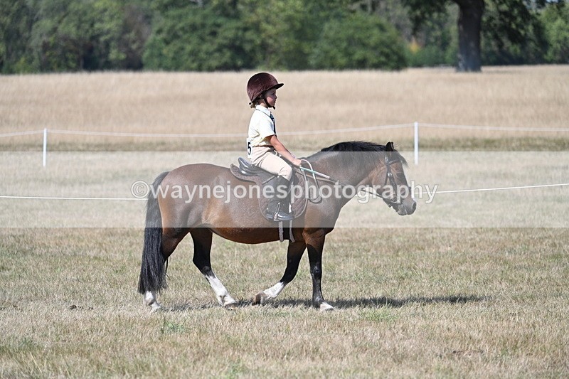 WJ7_1204 - Class 41 Prettiest Mare