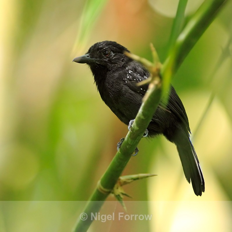 Black-hooded Antshrike (male) perched on a branch at the forest edge - Black-hooded Antshrike