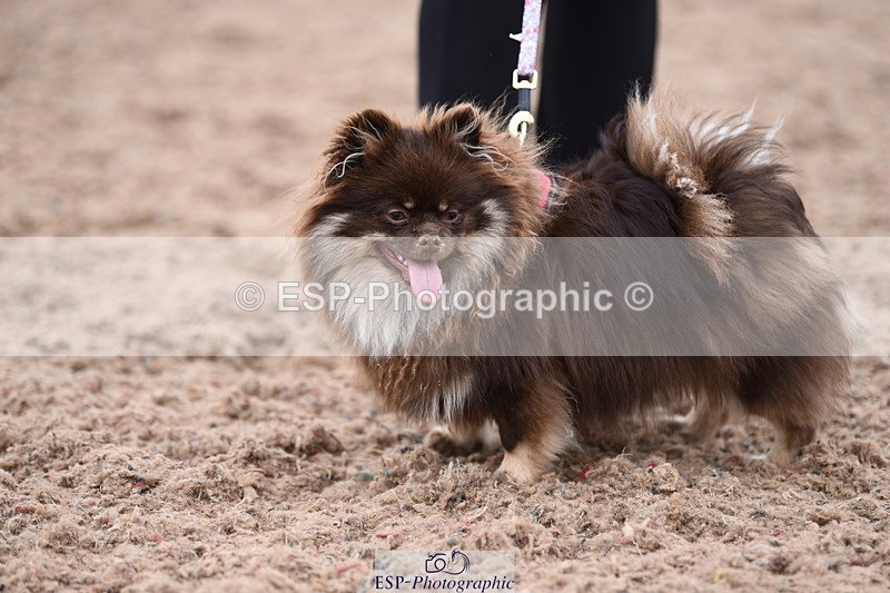 240518A-112418-00781 - Cls 1 Cutest Puppy