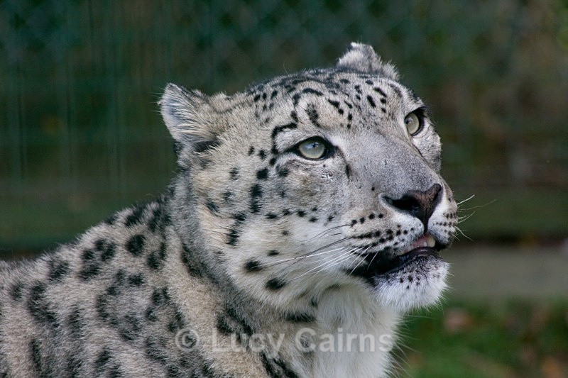  - Big Cats