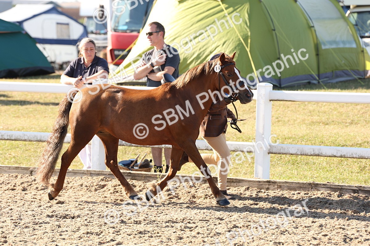 SBM_11643 - Class 203 - Young Handler 11 to 16 years