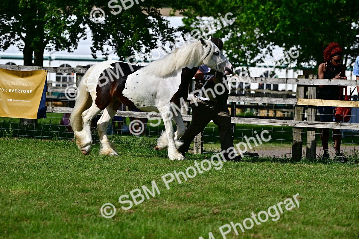 SBM_10002 - Class 63-65 - Traditional Gypsy Cobs In Hand & Ridden