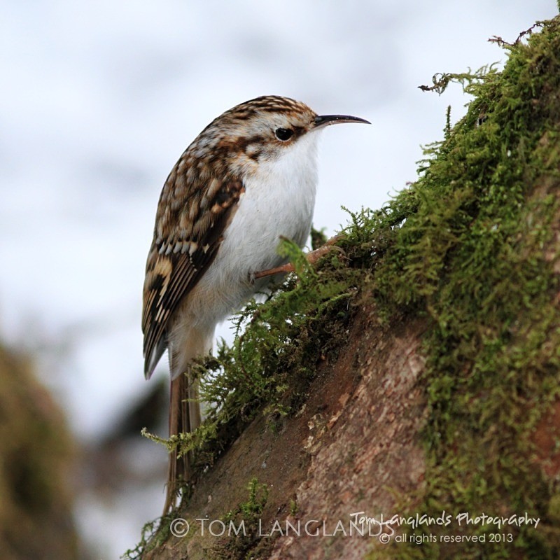 Treecreeper - All Other Birds