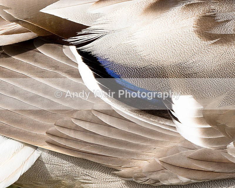 20140526-3K8A1741 - Mallard