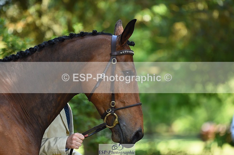 230524-161222-00759 - 255-HI_MR_HENRY-Henry_Hobby-WEDTrotUp+DR