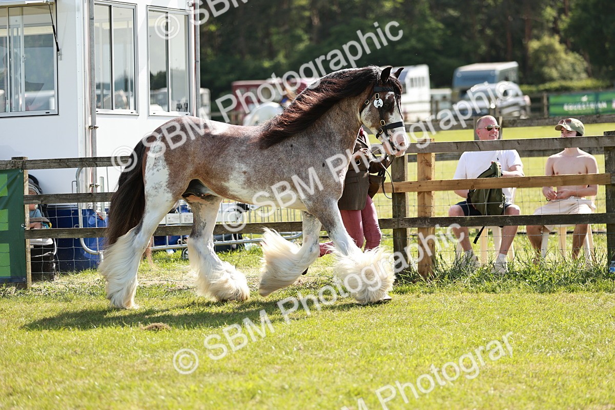 SBM_08952 - Class 63-65 - Traditional Gypsy Cobs In Hand & Ridden