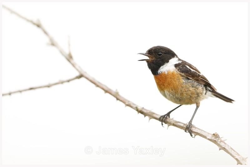 Stonechat on Bramble - Latest Work
