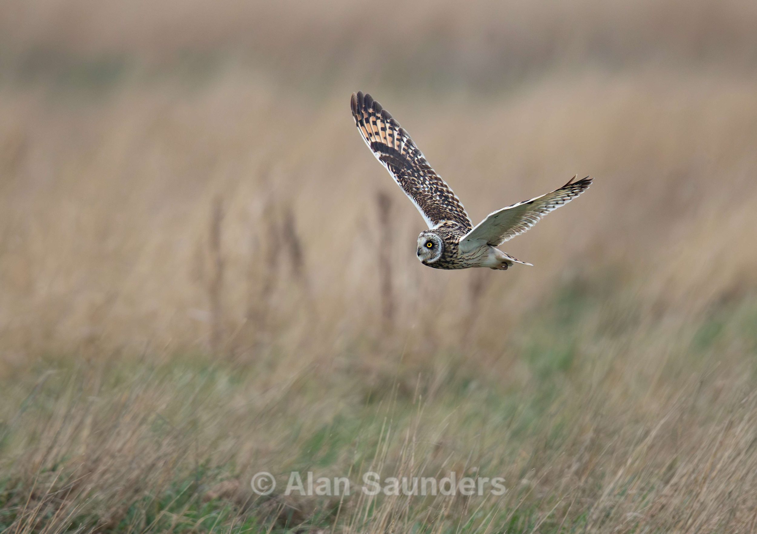 Short Eared Owl