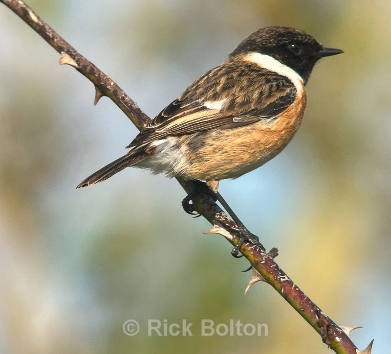 Stonechat - Birds