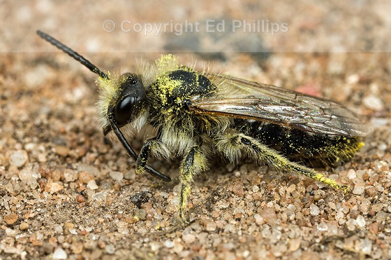 Andrena barbilabris (m)