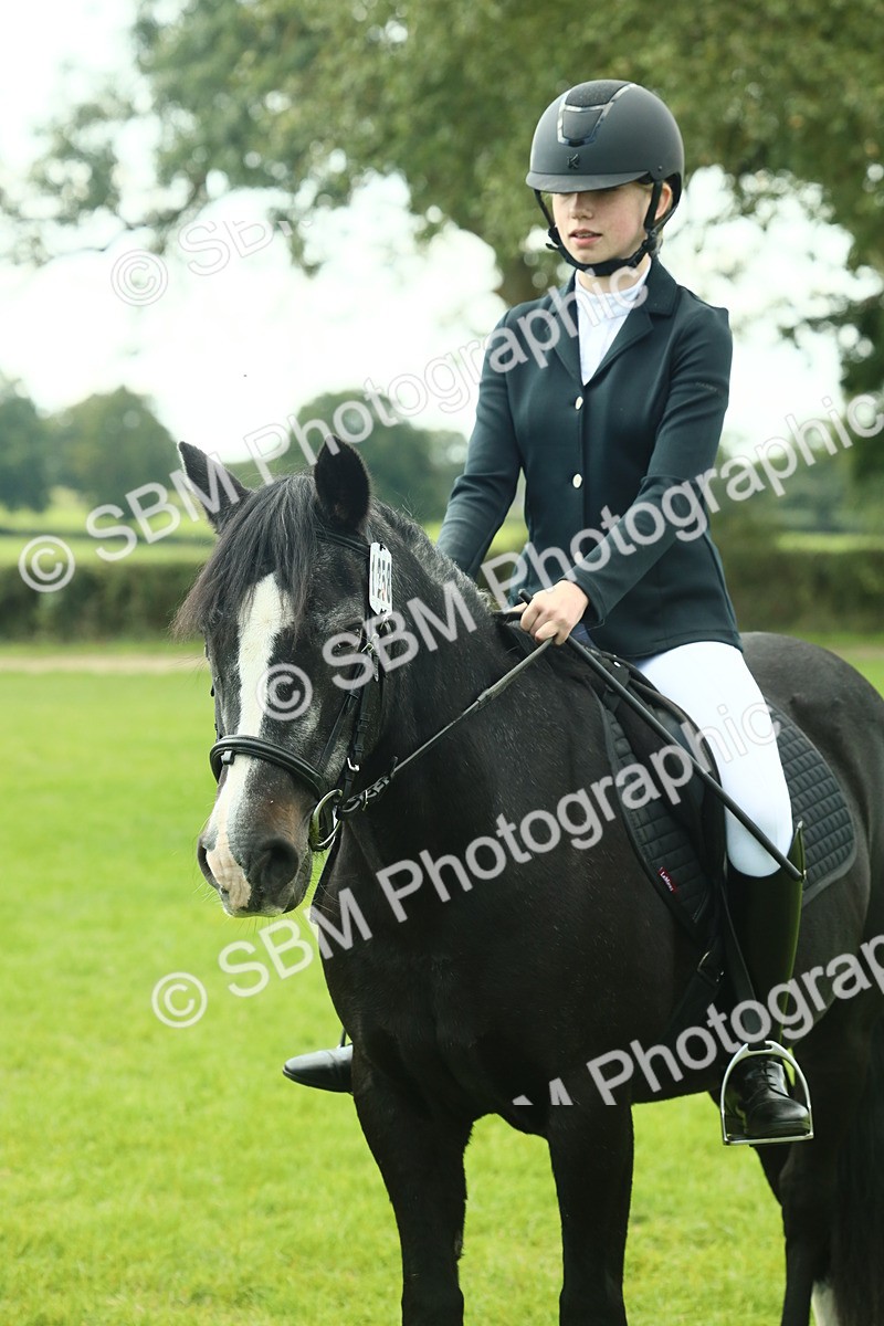 SBM_66445 - S34 - Rehabilitated Rescue Horse & Pony In Hand & Ridden