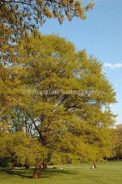  - Central Park Springtime
