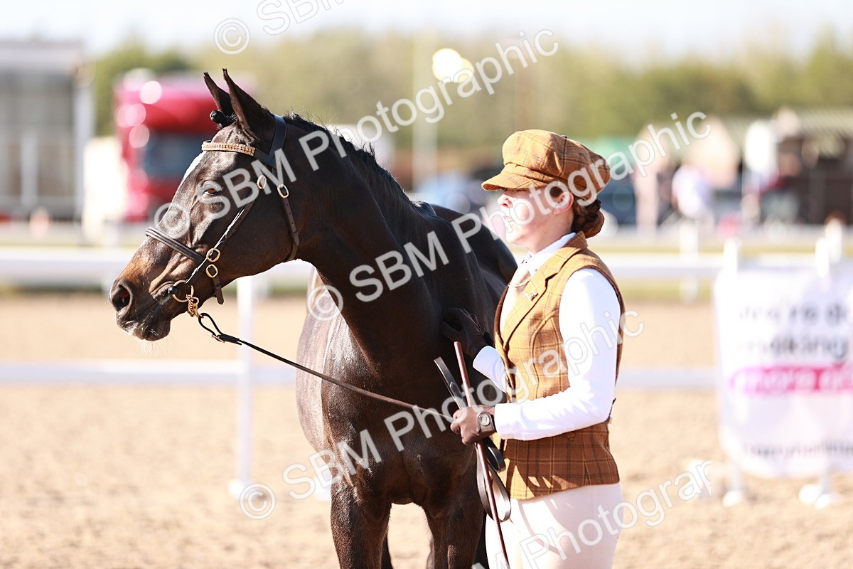 SBM_22023 - Class 702 - IH Show Horse-Pony