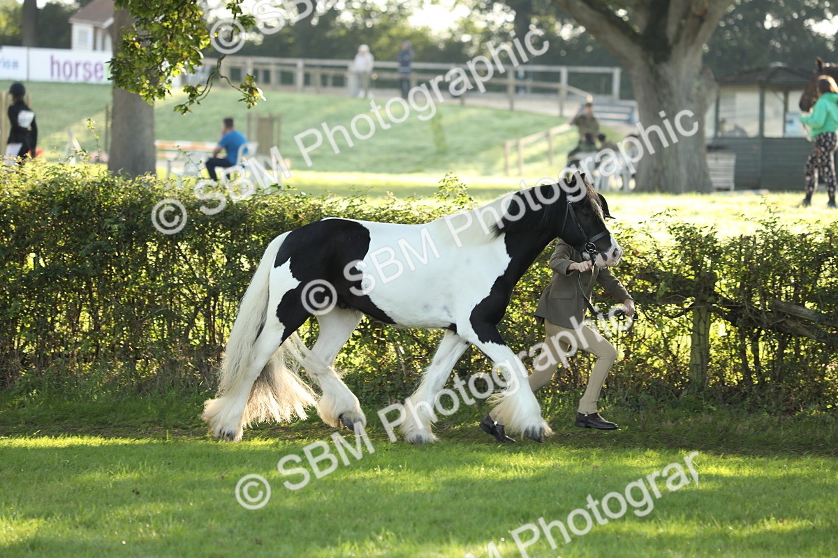 SBM_60875 - S43 - Coloured Pony In Hand