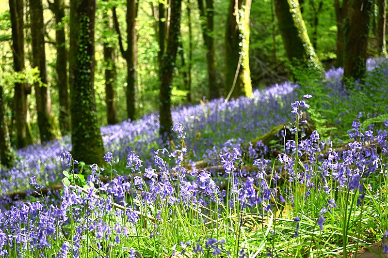 Bluebells near Looe in Cornwall - Bluebells