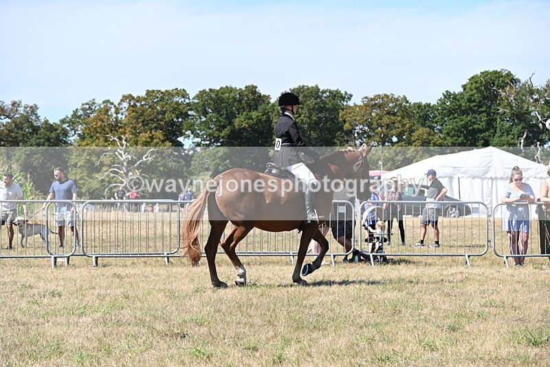 WJ6_8339 - Class 37a Best Loan Pony Ridden
