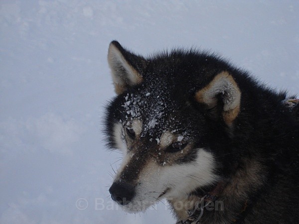 Husky 00965 - Winter in the daylight