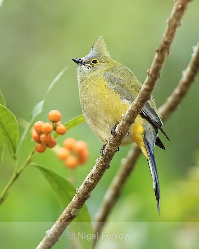 Long-tailed Silky-flycatcher (female), Costa Rica - Long-tailed Silky-flycatcher
