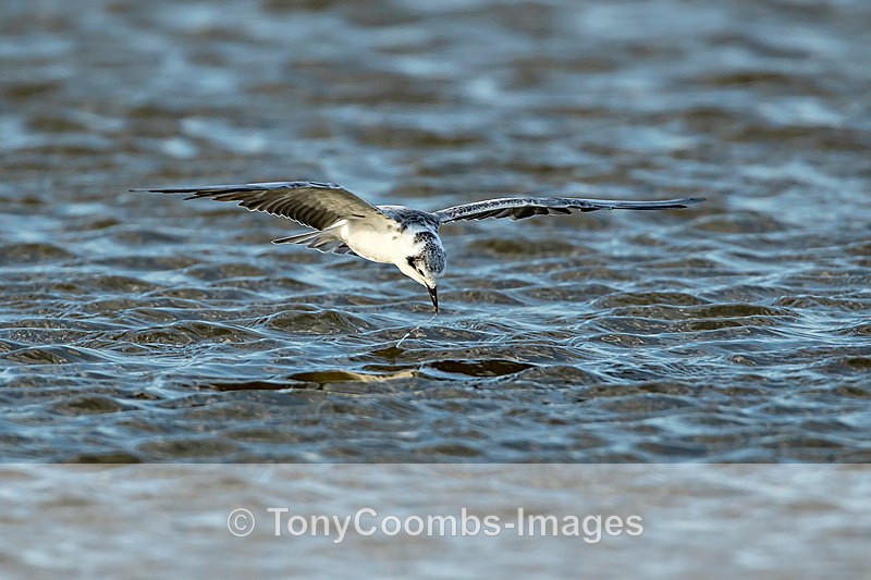 Black Tern  (feeding) - The Skeleton Coast