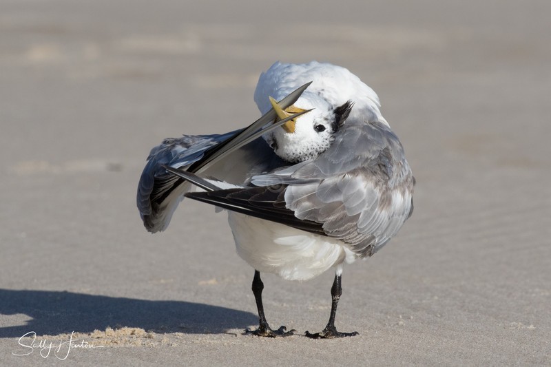 Preening Sand 1