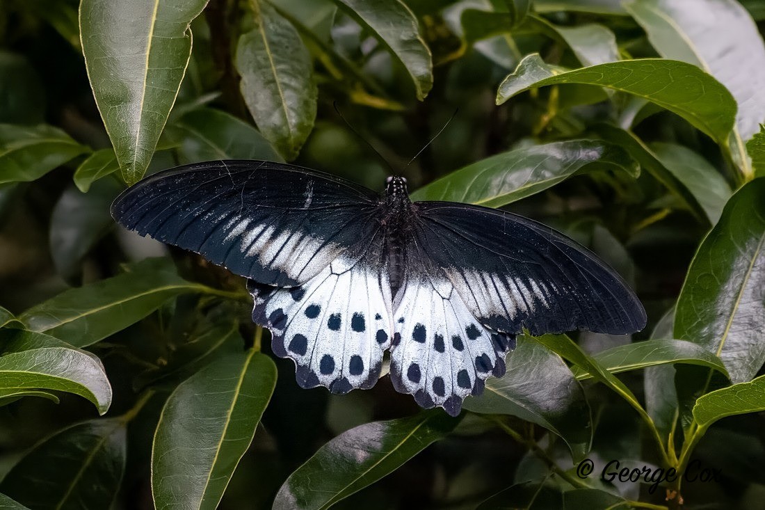 Blue Mormon - Sri Lanka