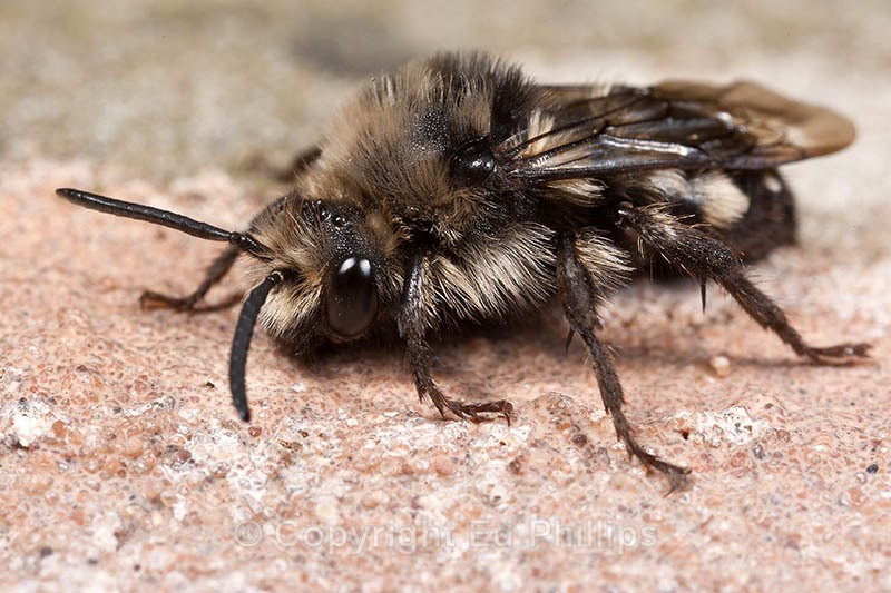 Melecta albifrons - Melecta albifrons