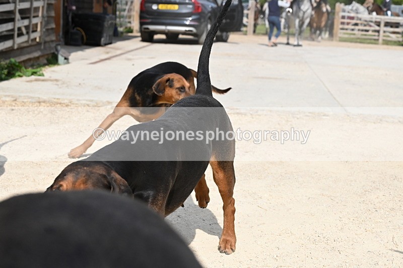 WJ6_3153 - Berks & Bucks - The Old farmhouse - Hound Exercise 20-08-25