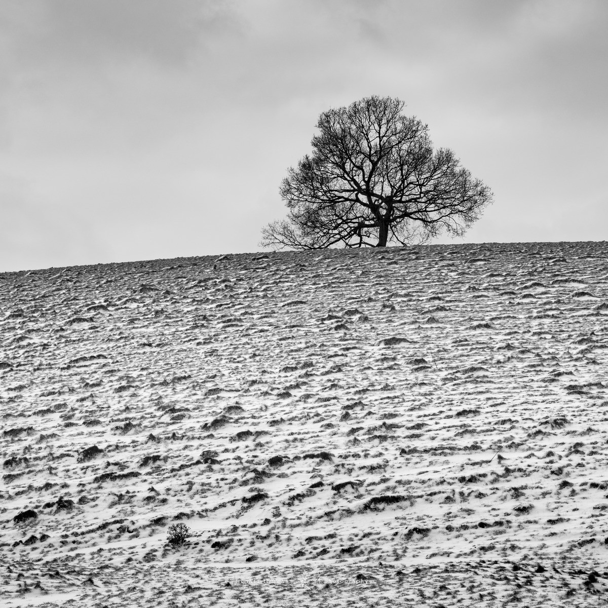 Hilltop white Oak - Mono Squares