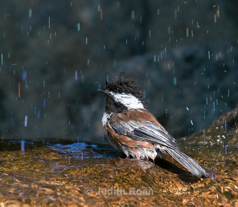 Chestnut-backed Chickadee - Backyard Bathing Birds