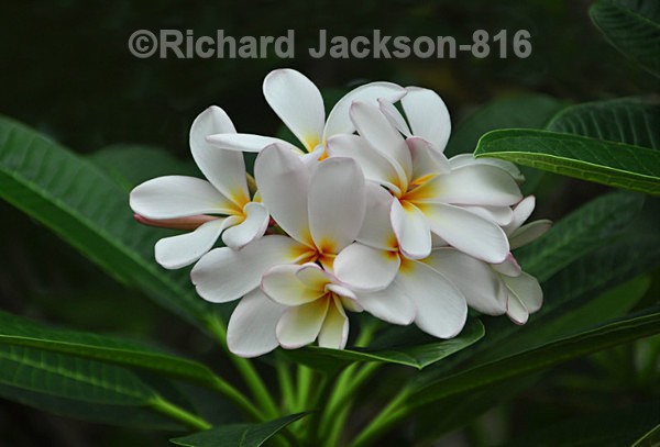 Plumaria - Flowers