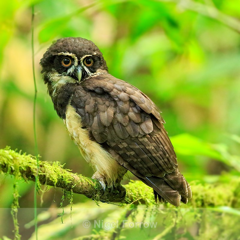 Spectacled Owl, Corcovado, Costa Rica - Spectacled Owl