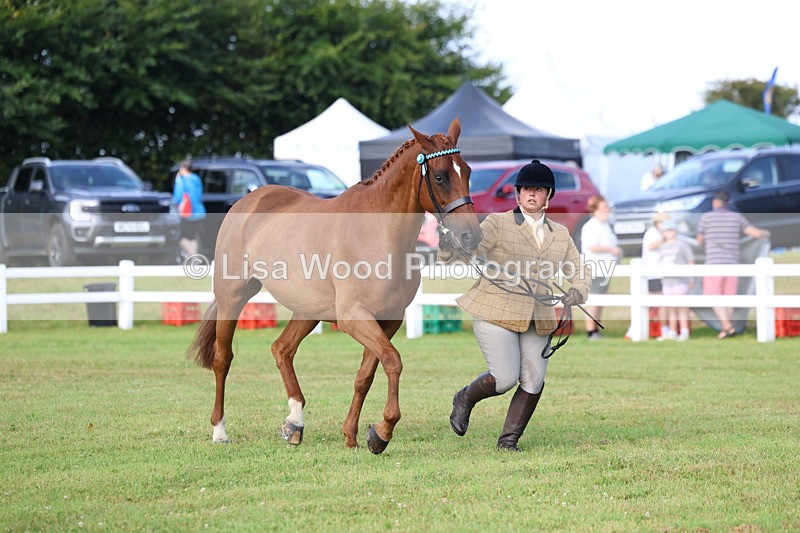 3E7A8358 - Class 2: Rising Star Large Hack/Riding Horse