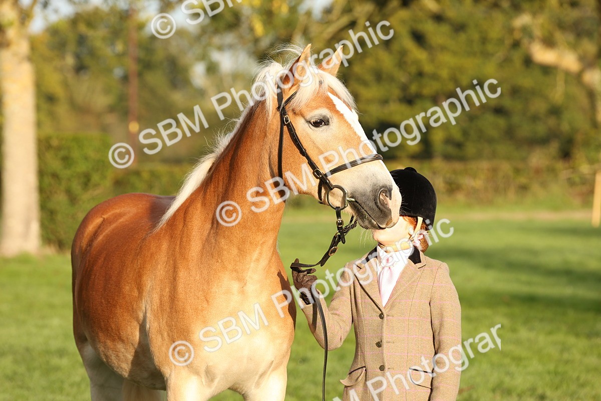 SBM_54450 - S51 - Foreign Breeds In Hand