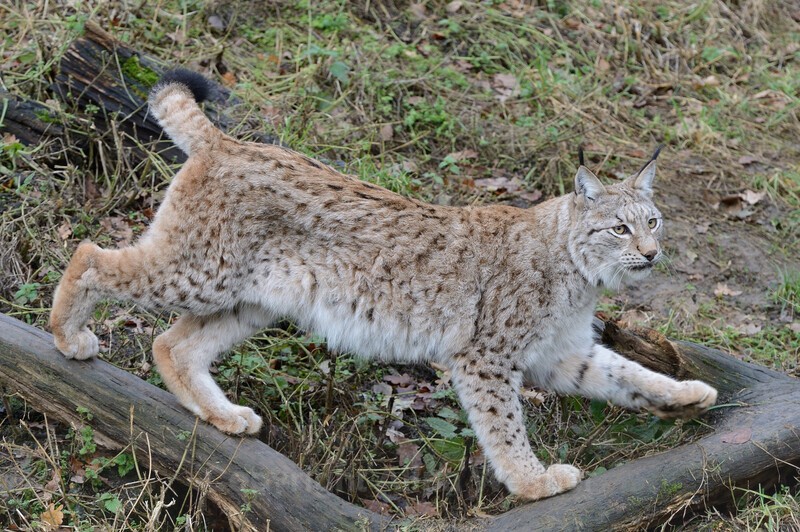 European Lynx - Big Cats