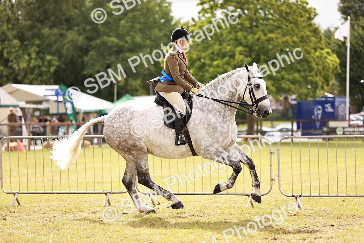 SBM_11576 - Class 81-84 - RIHS Ridden hunters Inc Ladies Hunter