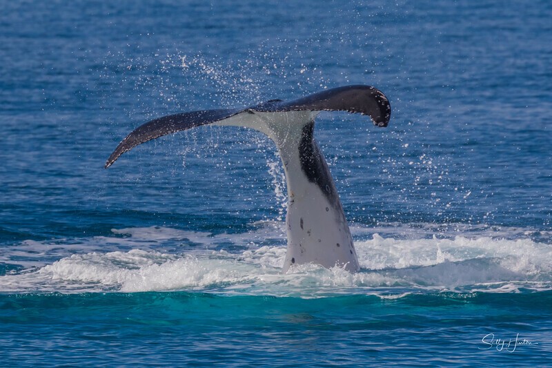 HB Tail Slap 3.0A3A7502 - 2025 Hervey Bay Whales