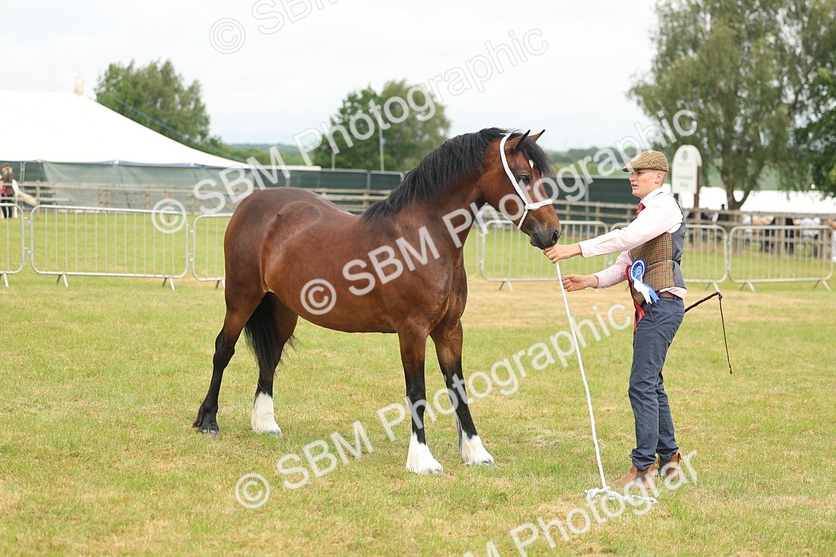 SBM_04995 - Class 50-57 - M&M Welsh Pony In Hand