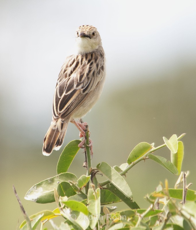 Desert Cisticola - Tanzania Birds and Mammals