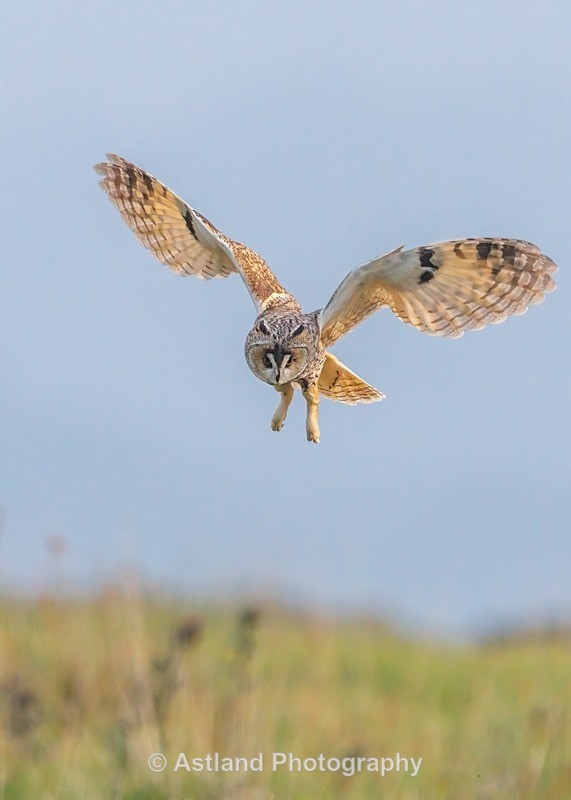 Long-eared owl - Latest Images