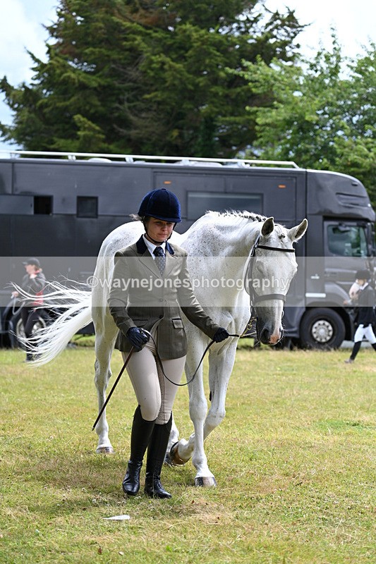 WJ7_6856 - Class 5a Most Handsome Gelding in Hand