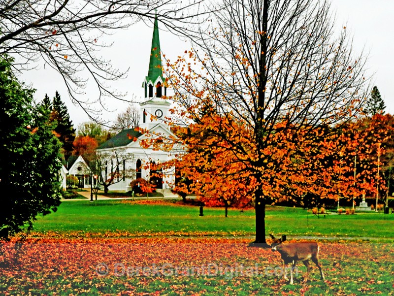 Common Deer - Urban Wildlife