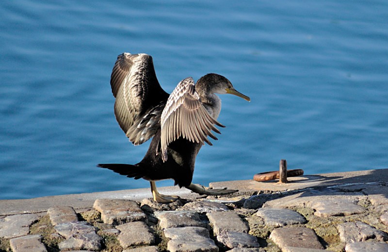 Drying off after a swim - Wildlife and Nature
