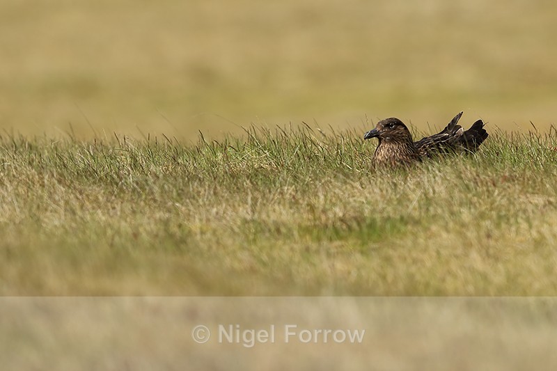 Great Skua sitting on nest, Jokulsarlon, Iceland - Great Skua