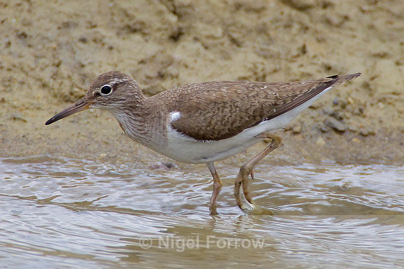 Common Sandpiper standing in water at Otmoor - Common Sandpiper