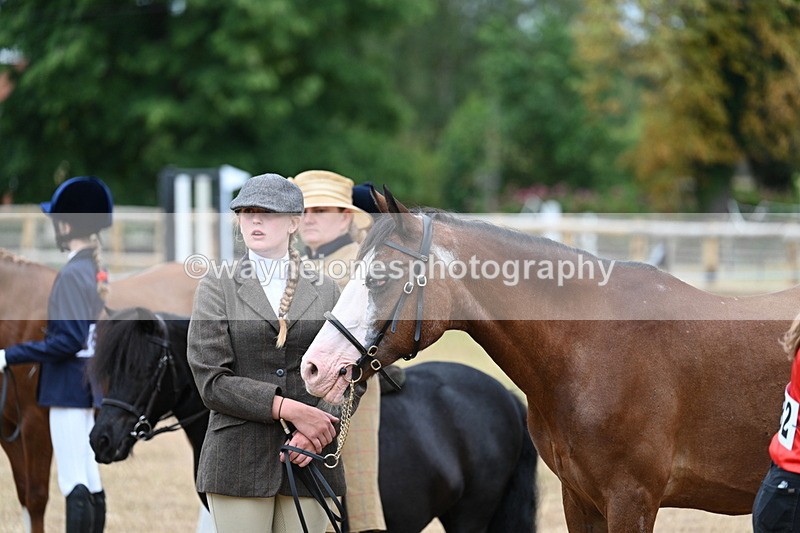 WJ7_8171 - Class 4 Prettiest Mare up to 14.2hh