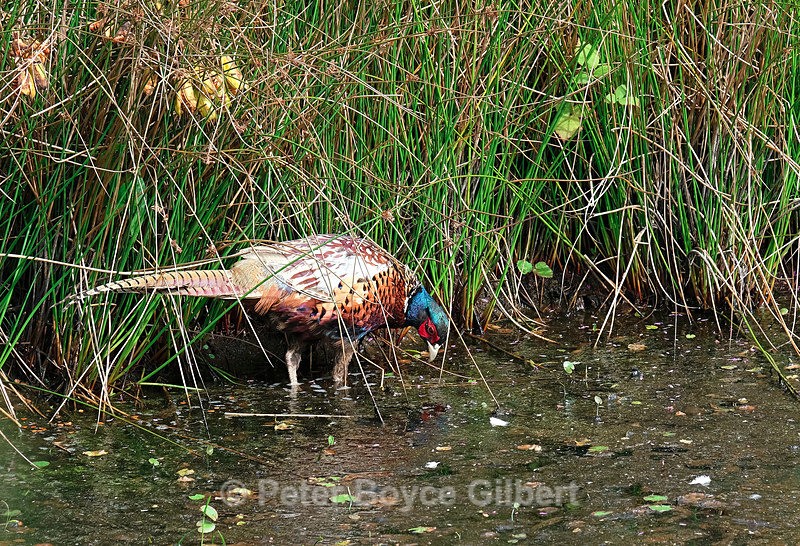 Pheasant - Flora & Fauna